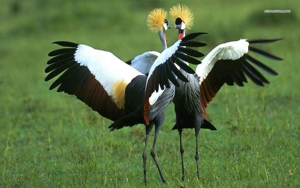 uaganda crane