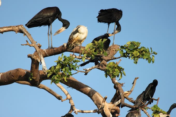 Water birds